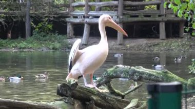 Beyaz pelikan (Pelecanus onocrotalus) ve ayakta