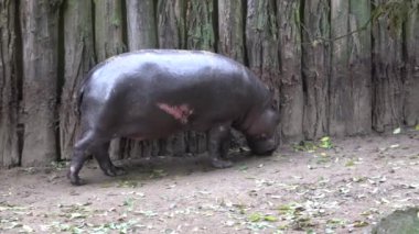 Yerde yürüyen bir pigme su aygırının yakınına.