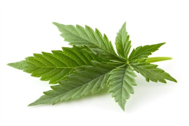 Tıbbi keneviri temsil eden ve eğlence amaçlı kullanımını yasallaştıran taze yeşil marihuana yaprağı beyazın üzerinde izole edildi. Yapay zeka üretken