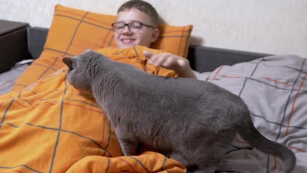 眼鏡で笑顔の子供は毛布の上でベッドで灰色の家畜と遊んでいます かわいい男の子が舌で柔らかい毛布を舐める英国のふわふわの猫を撫でています ベッドルームでペットゲーム 就寝時間 — ストック動画