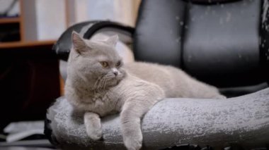 Sleepy Gray Fluffy Pofuduk Kedi Pençelerle Tırmalanmış Eski Kol Sandalyesinde Yatar. Yorgun bir İskoç safkan kedi yavrusu dinleniyor, etrafa bakıyor, yukarı, yukarı. Sandalyedeki deri zarar görmüş. Hayvan yaşam tarzı alışkanlıkları.