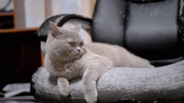 Sleepy Gray Fluffy Domestic Cat Mente Uma Poltrona Velha Arranhada — Vídeo de Stock