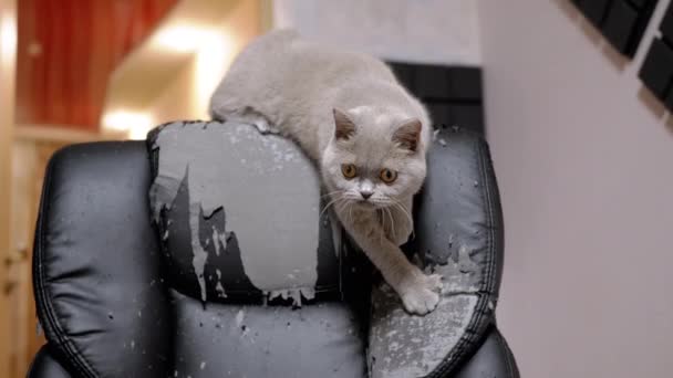 Oyuncak Gri Kabarık Evcil Kedi Pençeler Tarafından Hasarlı Deri Koltuktan — Stok video