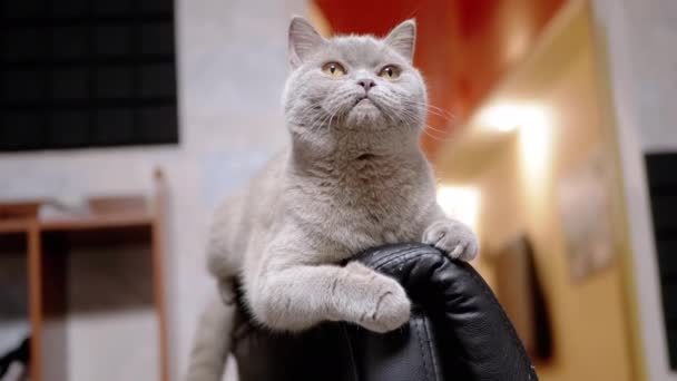 Śpiący Szary Puszysty Kot Domowy Leży Starym Fotel Porysowany Szponami — Wideo stockowe