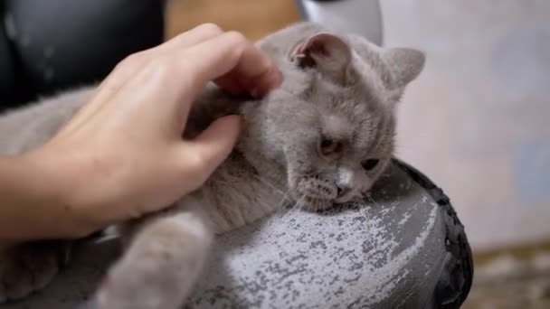 Perempuan Tangan Menggertakkan Lelah Sleepy Gray Domestic Cat Beristirahat Kursi — Stok Video