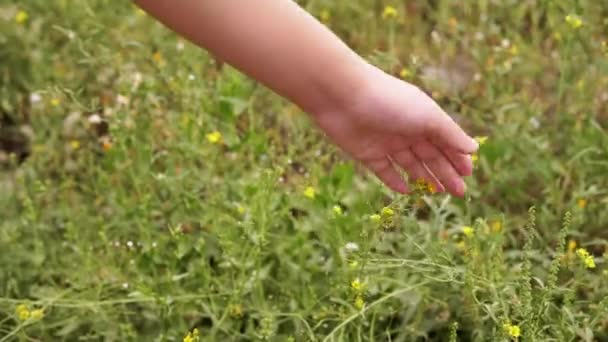 Niño Tocando Mano Pequeñas Flores Silvestres Amarillas Campo Los Rayos — Vídeos de Stock