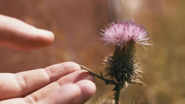 Female Hand Touching Prickly Thistle Flower Blurred Background Nature Close — Stock Video