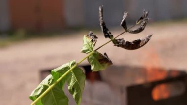 Yeşil Yanmış Yapraklı Yanan Fern Dalları Alevli Ateşin Arkasında. Yakın plan. Yanmış yapraklar, küller. Alevler içinde yanıyor. Güneş ışığı, güneş ışığı. Çevreyi koru. Doğayı kurtarıyorum. Tehlike.