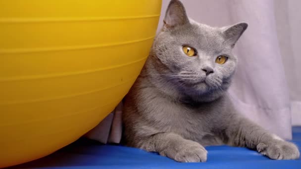 Szary Domowy Brytyjski Kot Odpoczywa Pobliżu Ogromnej Żółtej Piłki Fitness — Wideo stockowe