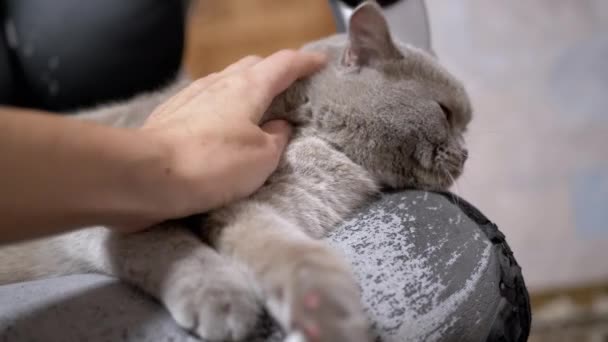 Mão Feminina Atordoando Gato Doméstico Cinza Cansado Sonolento Descansando Uma — Vídeo de Stock