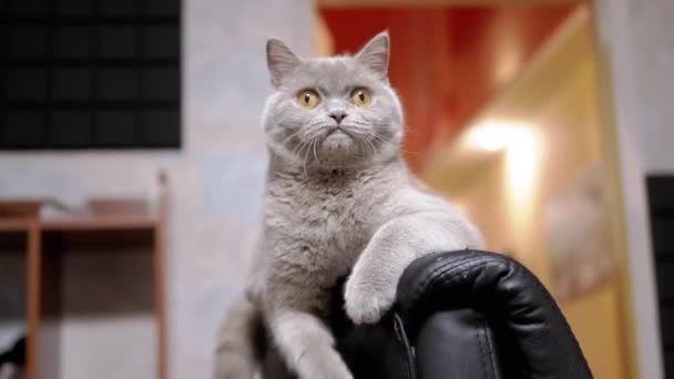 スリーピーグレーふわふわの家庭用猫は爪で傷を負った古い肘掛け椅子に横たわっています 好奇心が強い 疲れて純粋な英国の子猫は 部屋での動きに続いて カメラを見て休んでいる ペットライフスタイル — ストック動画
