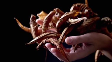 Kadın Elleri Çok Kuru Tutar Sarı Sonbahar Yaprakları Avuçlarda Kara Arkaplanda. Yakın plan. Kuru yaprak dokusu. Toplanan kurumuş yaprak yığını ellerinden düşer. Yavaş çekim. İzole edilmiş. Işık.