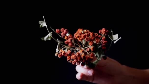 女性の手は孤立した黒の背景に赤い乾燥ローワンベリーを保持しています 枯れた葉を持つ乾燥した枝に有用なローワンベリーを乾燥させます 空の空間 乾燥果物 ビタミンだ 収穫だ — ストック動画