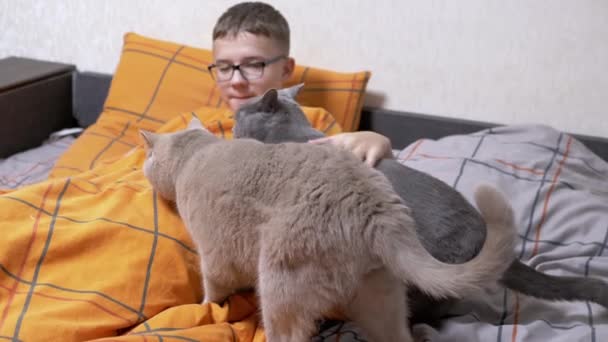 Happy Child Okularach Gra Dwoma Szarymi Domowych Kotów Łóżku Kocu — Wideo stockowe
