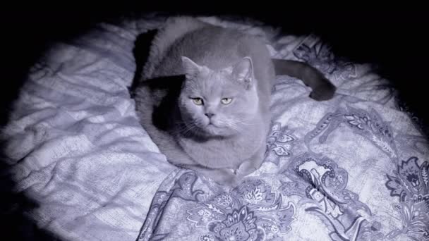 Person Shines Flashlight Gray Cat Resting Bed Dark Room Charming — Vídeos de Stock