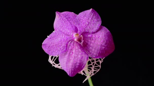 One Purple Orchid Flower Dew Drops Petals Sways Black Background — Vídeos de Stock