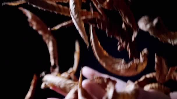 Kadın Elleri Kara Arkaplanda Avuçlarda Bir Çok Kuru Sarı Yaprak — Stok video