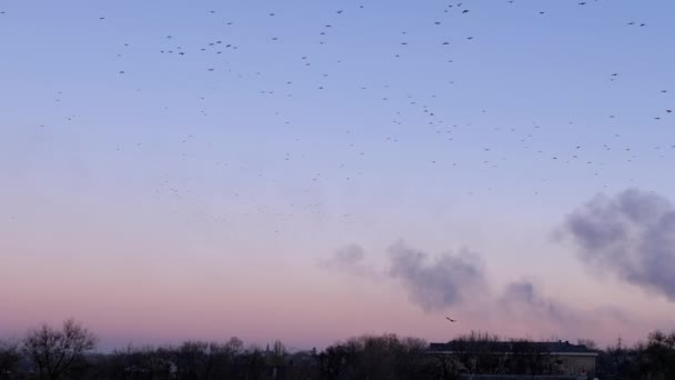 Flock Birds Flies Blue Sky Skyline Old City Сайті Sunset — стокове відео