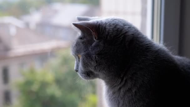Large Gray British Cat Sitting Windowsill Looking Window Street Bored — 비디오