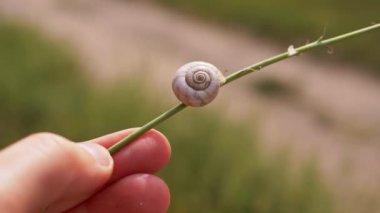 Doğanın bulanık yeşil arka planında salyangozlu ince bir dal tutan dişi el. Güneş ışığıyla aydınlatılmış salyangoz kabuğu, güneş ışınları. Koruma, doğa kurtarma. Vahşi yaşam. Uyuyan salyangoz. Yakın plan..