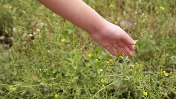Kind Hand Aanraken Kleine Gele Wilde Bloemen Een Veld Stralen — Stockvideo