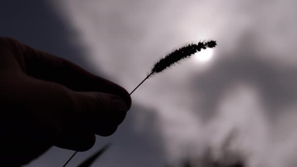 手のシルエットは 日没時に空 雲に小麦のスパイクを引く 暗い灰色の雲の背景に風に揺れる女性の腕の中で1つの小花 収穫だ — ストック動画