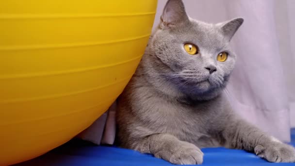 Gray Εγχώρια Βρετανική Γάτα Ξεκουράζεται Κοντά Μια Τεράστια Κίτρινη Μπάλα — Αρχείο Βίντεο