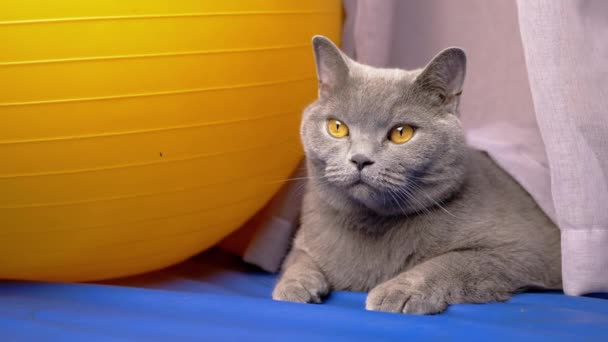 Gray Domestic British Cat Repose Près Énorme Bal Remise Forme — Video
