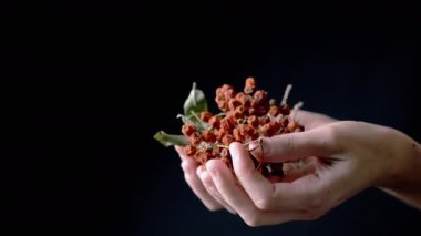 Kadın El Tutuşu Kırmızı Kurutulmuş Rowan Böğürtlenleri izole edilmiş bir Kara Arkaplanda. Kuru yapraklı kuru bir dalda kurutulmuş faydalı yaban mersini. Boşluk. Kurutulmuş meyve. Vitaminler. Hasat et. Vücut parçası.
