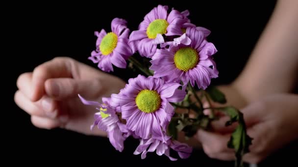 黒の背景に隔離された紫のヒナギクの花びらに語る女占い 少女の手をそっとカモミールの花びらを引き裂く 花の花束を身に着けて — ストック動画