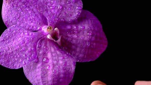 Mano Femenina Toca Delicados Pétalos Orquídea Púrpura Sobre Fondo Negro — Vídeos de Stock
