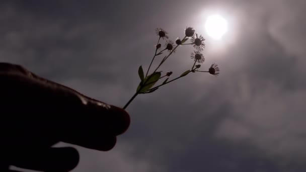 Silueta Mano Empujando Manzanillas Cielo Sol Nubes Atardecer Flores Salvajes — Vídeos de Stock