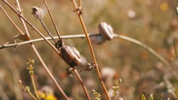 Two Snails Sit Dry Dandelion Branch Rays Sunlight Grass Blurred — Vídeos de Stock