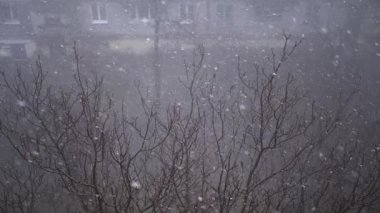 Çok katlı binaların avlusundaki Şiddetli Kar yağışlı Pencere manzarası. Yapraksız ağaçların, sisin, evlerin arka planında yağan kar taneleri, kar ve kar fırtınaları. Spot. Görüş mesafesi düşük.