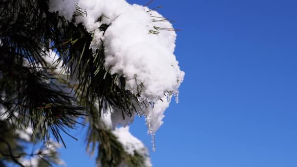 Falling Drifts Snow Shaking Spruce Branch Blue Sky Forest Falling — Vídeo de Stock