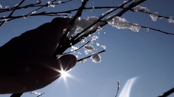 シルエット女性の手は 日光の光線で森の中の雪の枝に触れます 指は氷の結晶で覆われた枝に触れる 太陽の下で雪が降る 人間の手だ スカイ サングレア スローモーション — ストック動画