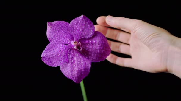 Mão Feminina Toca Delicadas Pétalas Orquídea Roxa Fundo Isolado Preto — Vídeo de Stock