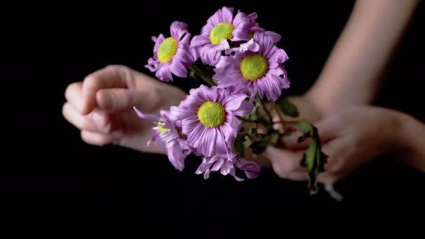 Женщина Фортуна Рассказывает Лепестках Фиолетовых Ромашек Изолированных Чёрном Фоне Девочка — стоковое видео