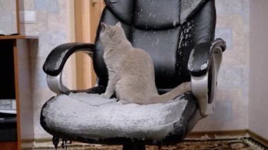 Curious Gray Domestic Fluffy Cat Sitting on Old Scratched, Damaged Leather Chair. Peeling skin on an old chair, from the sharp claws of a playful cat. Restoration of Old Furniture. Bad pet habits.