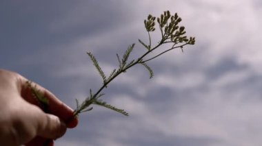 Hand Holds and Stretches a Wild Flower to Blue Sky with Clouds in Rays of Sunlight. The shaking green flower vibrates at sunset. Cloudiness. Dramatic sky. Summer. Recreation. Freedom. Nature. Ecology.