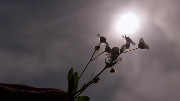 Silhuett Hand Pulling Chamomiles Till Himlen Solen Moln Vid Solnedgången — Stockvideo
