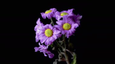 Withered Bouquet of Purple Camomiles Sways on an Isolated Black Background. Close up. Vibrant wrinkled violet flowers with delicate petals. Withering. Death. Texture, backgrounds. Slow-motion. Nature.
