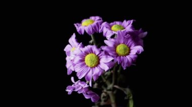 Withered Bouquet of Purple Camomiles Sways on an Isolated Black Background. Close up. Vibrant wrinkled violet flowers with delicate petals. Withering. Death. Texture, backgrounds. Slow-motion. Nature.