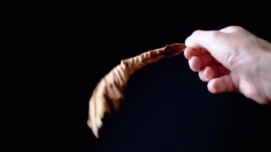 Female Hand Rotating One Dry Yellow Autumn Leaf on Isolated Black Background. Structure of withered, dried golden leaf. Isolated. Light. Body part. Empty space. Symbol of loneliness. Scroll. Close-up.