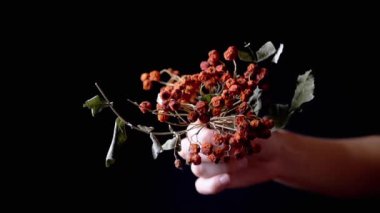 Kadın El Tutuşu Kırmızı Kurutulmuş Rowan Böğürtlenleri izole edilmiş bir Kara Arkaplanda. Kuru yapraklı kuru bir dalda kurutulmuş faydalı yaban mersini. Boşluk. Kurutulmuş meyve. Vitaminler. Hasat et. Vücut parçası.