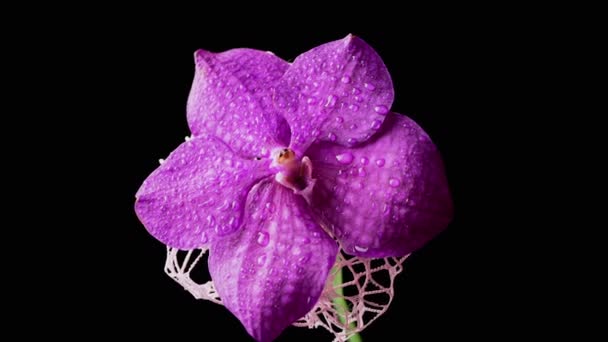 花弁に数滴の紫色の蘭の花が黒の背景に群生します 接近中だ 繊細な花弁を持つ鮮やかな紫色の花を咲かせます スプレー 隔離されてる テクスチャ背景 スローモーション — ストック動画