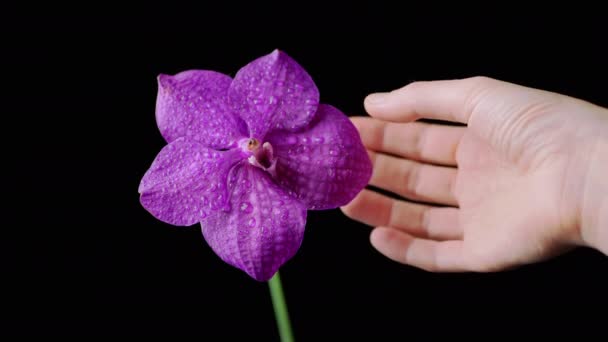 Mão Feminina Toca Delicadas Pétalas Orquídea Roxa Fundo Isolado Preto — Vídeo de Stock