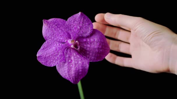 Weibliche Hand Berührt Zarte Lila Orchideenblütenblätter Auf Einem Schwarzen Isolierten — Stockvideo