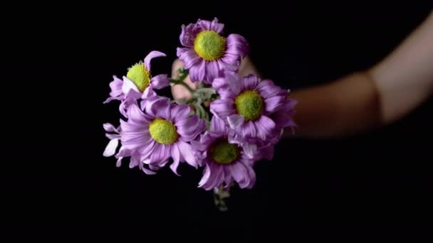 Woman Holding Bouquet Withered Chamomiles Hands Black Background Close Vibrant — Stockvideo