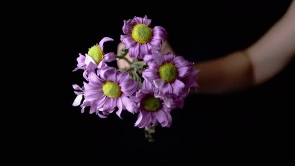 Woman Holding Bouquet Withered Chamomiles Hands Black Background Close Vibrant — Vídeo de Stock